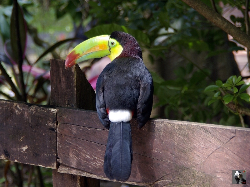 Toucan à carène. Costa Rica.