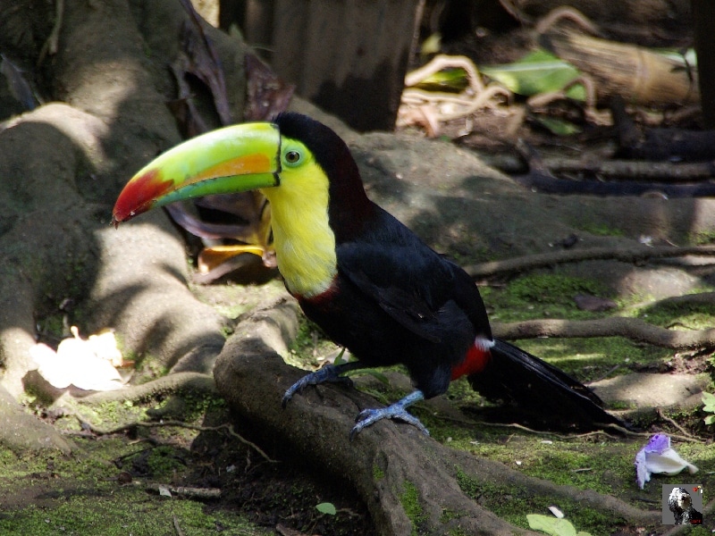Toucan à carène. Costa Rica.