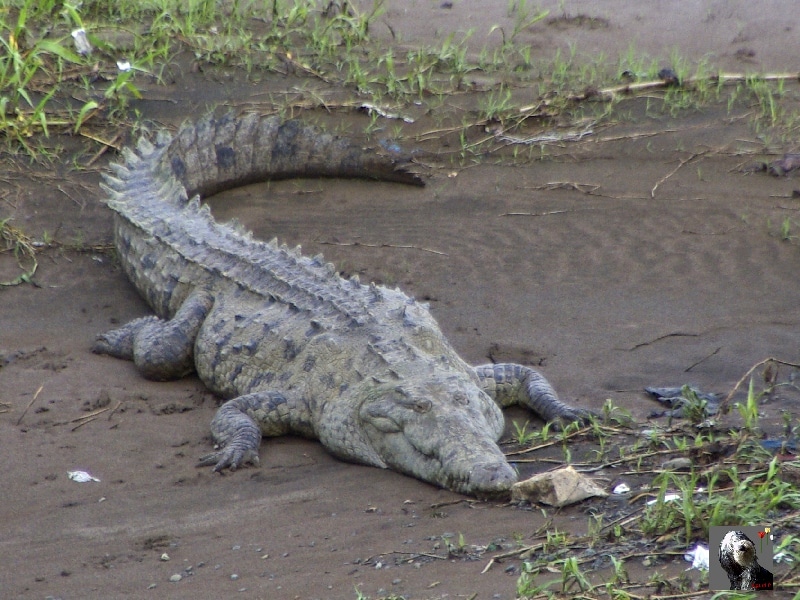 Crocodile. Costa Rica, sur la route.