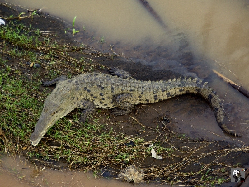 Crocodile. Costa Rica, sur la route.
