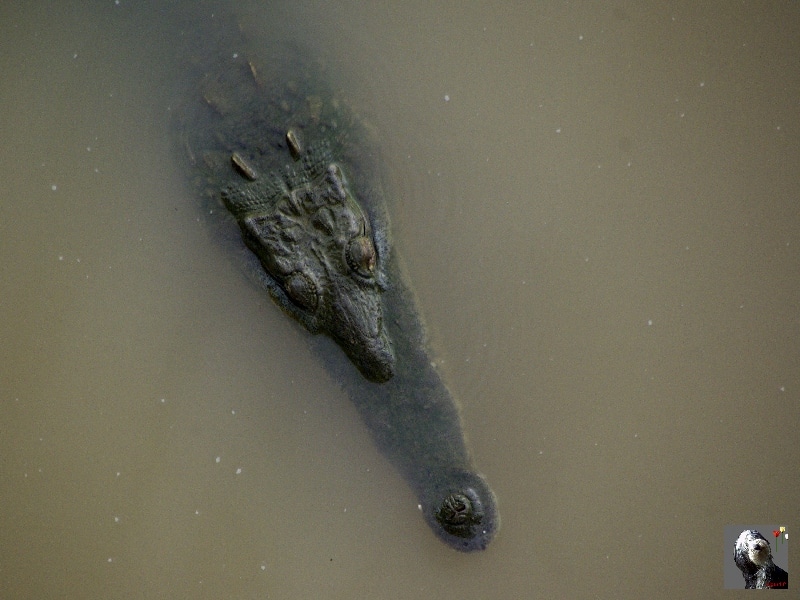 Crocodile. Costa Rica, sur la route.