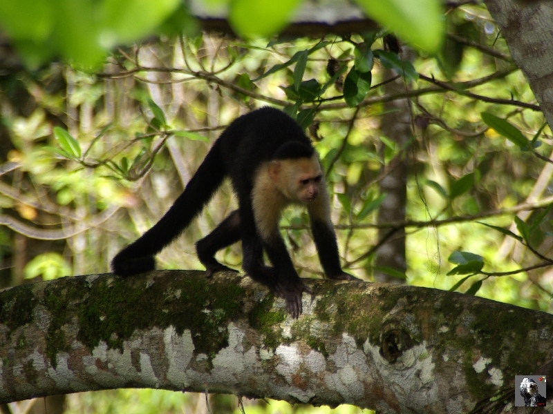 Singe capucin. Costa Rica.