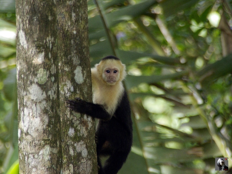 Singe capucin. Costa Rica.