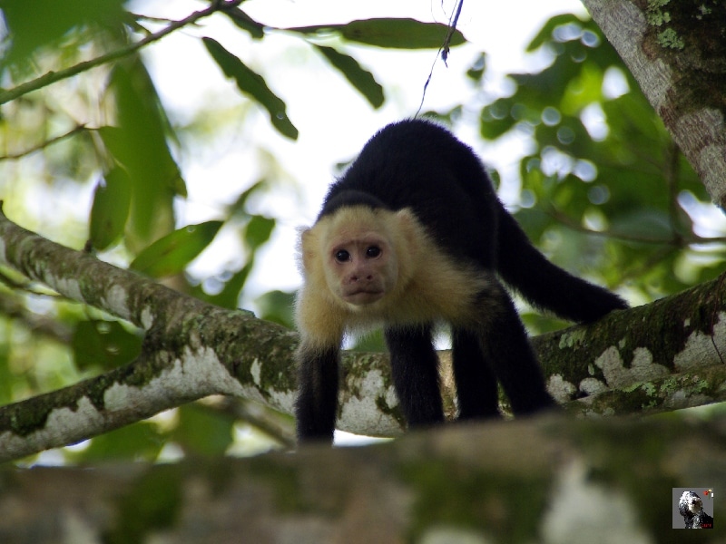 Singe capucin. Costa Rica.