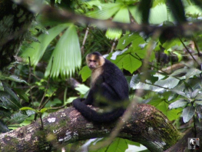 Singe capucin. Costa Rica.