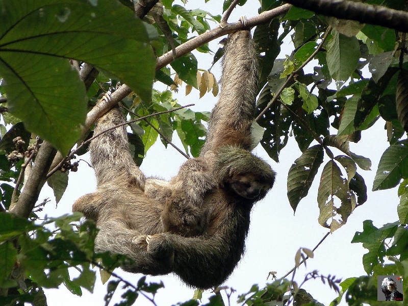 Femelle paresseux et son petit. Costa Rica.