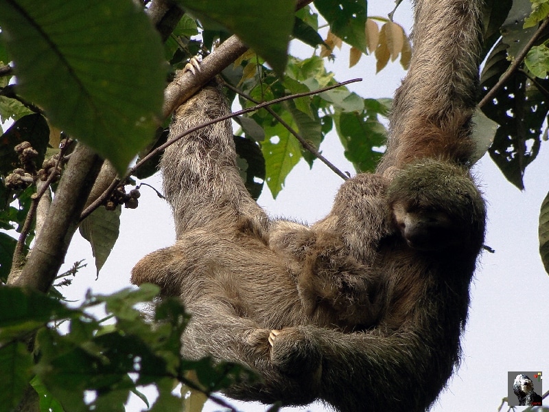 Femelle paresseux et son petit. Costa Rica.