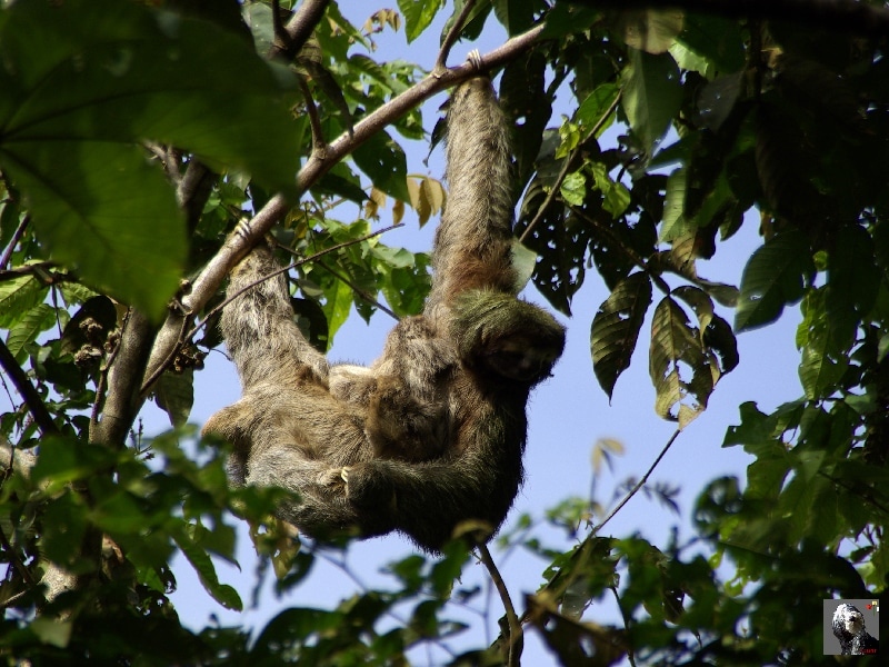 Femelle paresseux et son petit. Costa Rica.