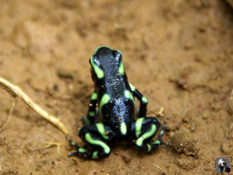 La ranita venenosa verdinegra. Costa Rica.