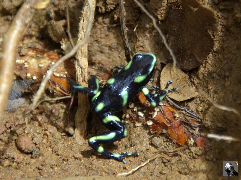La ranita venenosa verdinegra. Costa Rica.