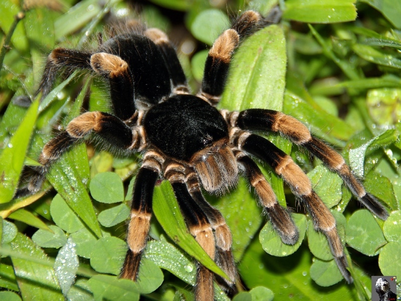 Mygale. Costa Rica.