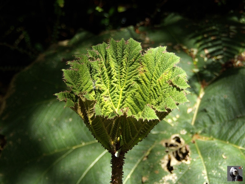 Jeune feuille de rhubarbe géante. Costa Rica.