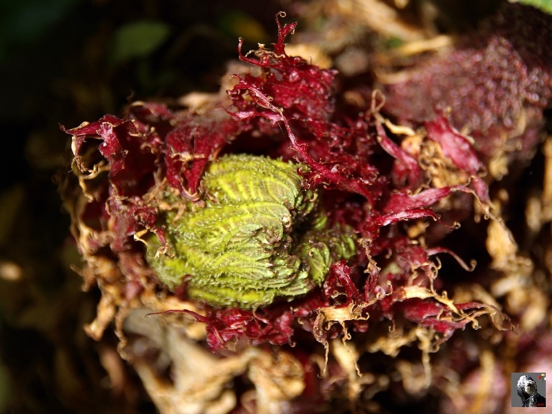Feuille embryonnaire de rhubarbe géante. Costa Rica.