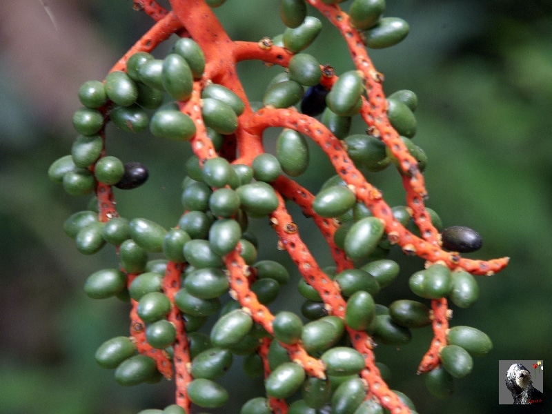 Grappe de fruits d'un palmier. Costa Rica.