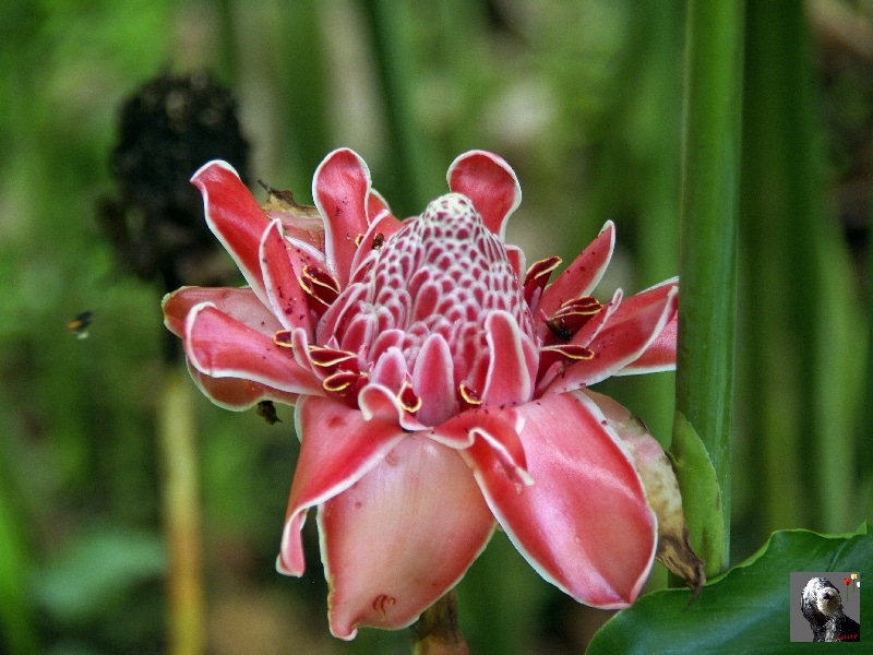 Rose de porcelaine. Costa Rica.