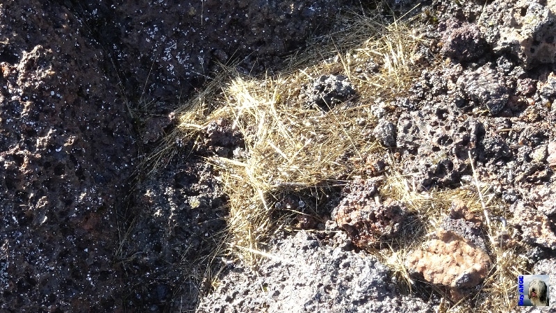 Randonnée sur le piton de la Fournaise. Des cheveux de Pélée. La Réunion.