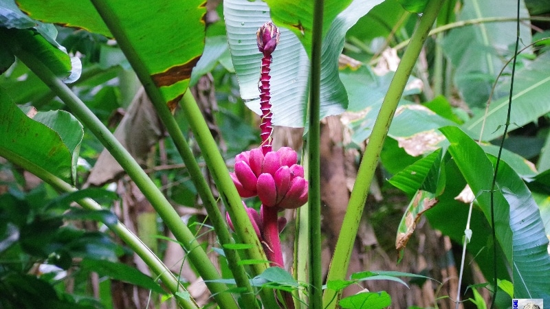 Visite du Jardin des Épices. La Réunion.