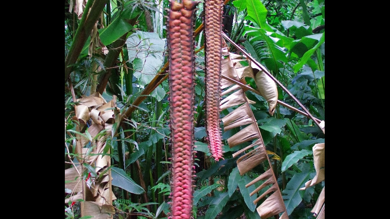 Visite du Jardin des Épices. La Réunion.