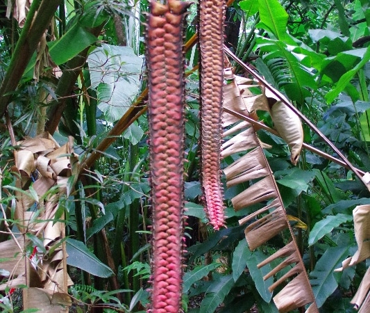 Visite du Jardin des Épices. La Réunion.