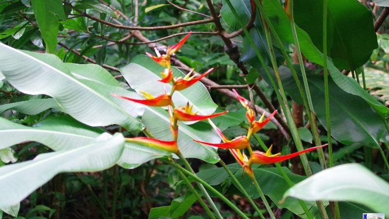 Visite du Jardin des Épices. La Réunion.