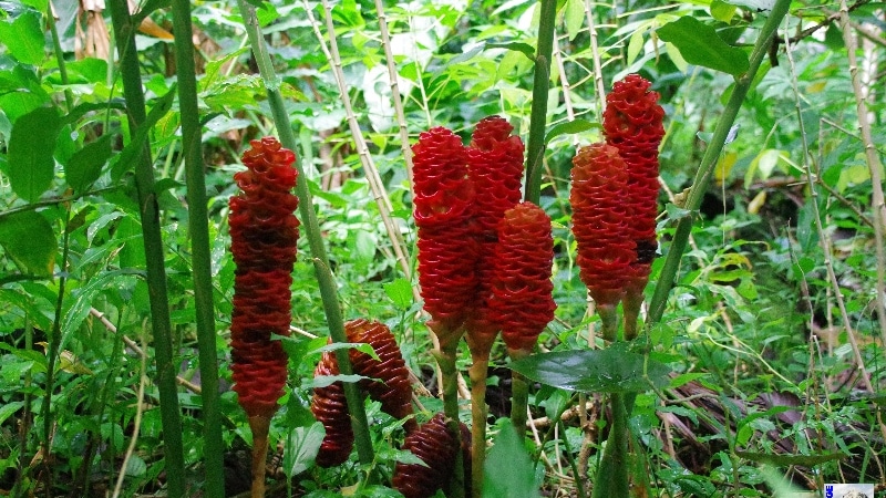 Visite du Jardin des Épices. La Réunion.