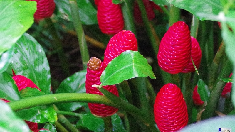 Visite du Jardin des Épices. La Réunion.