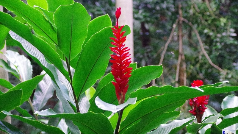Visite du Jardin des Épices. La Réunion.