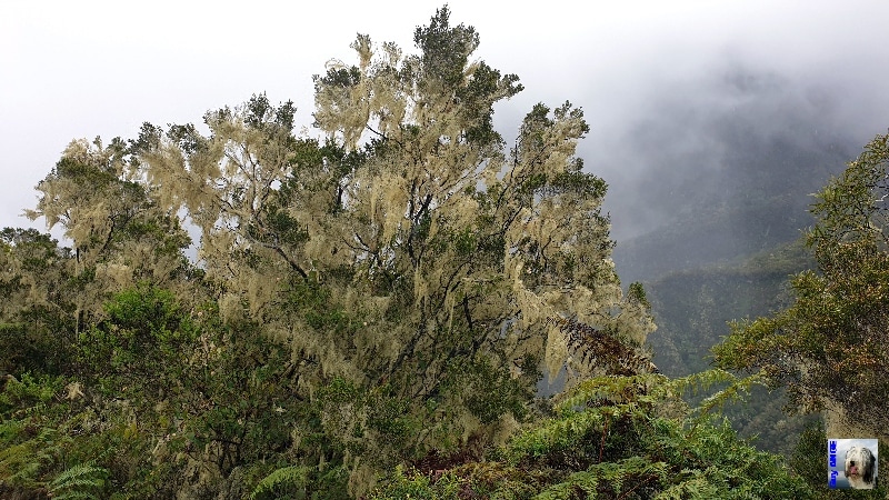 Maintenant nous comprenons mieux la présence de ces magnifiques lichens ! La Réunion.