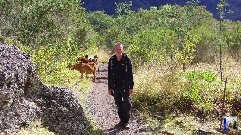 Les chèvres de Marla. La Réunion.
