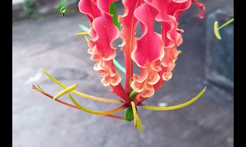 Fleurs de la Réunion. La Réunion.