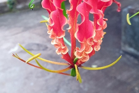 Fleurs de la Réunion. La Réunion.