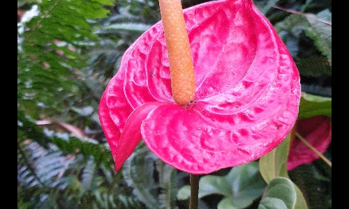 Fleurs de la Réunion. La Réunion.