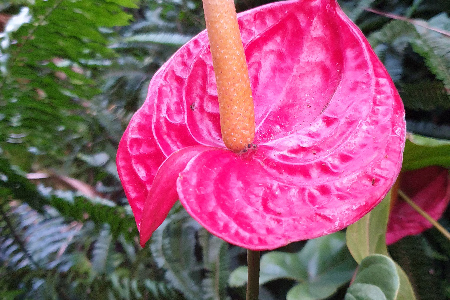 Fleurs de la Réunion. La Réunion.