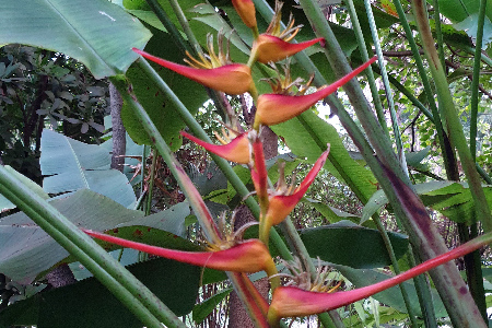 Fleurs de la Réunion. La Réunion.