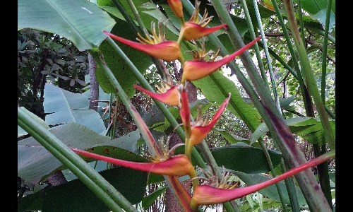 Fleurs de la Réunion. La Réunion.