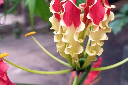 Fleurs de la Réunion. La Réunion.