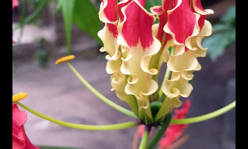 Fleurs de la Réunion. La Réunion.