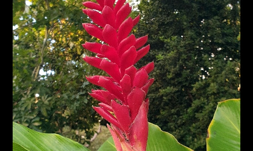 Fleurs de la Réunion. La Réunion.