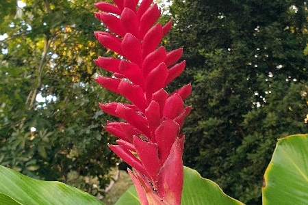 Fleurs de la Réunion. La Réunion.