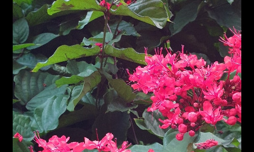 Fleurs de la Réunion. La Réunion.