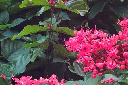 Fleurs de la Réunion. La Réunion.