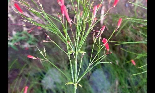 Fleurs de la Réunion. La Réunion.