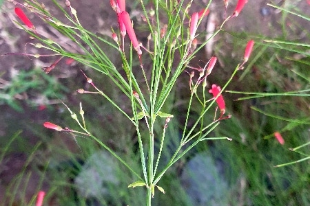 Fleurs de la Réunion. La Réunion.