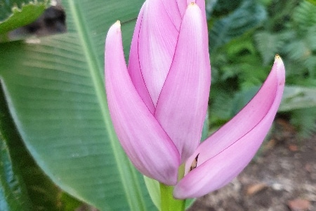 Fleurs de la Réunion. La Réunion.