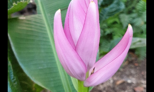Fleurs de la Réunion. La Réunion.