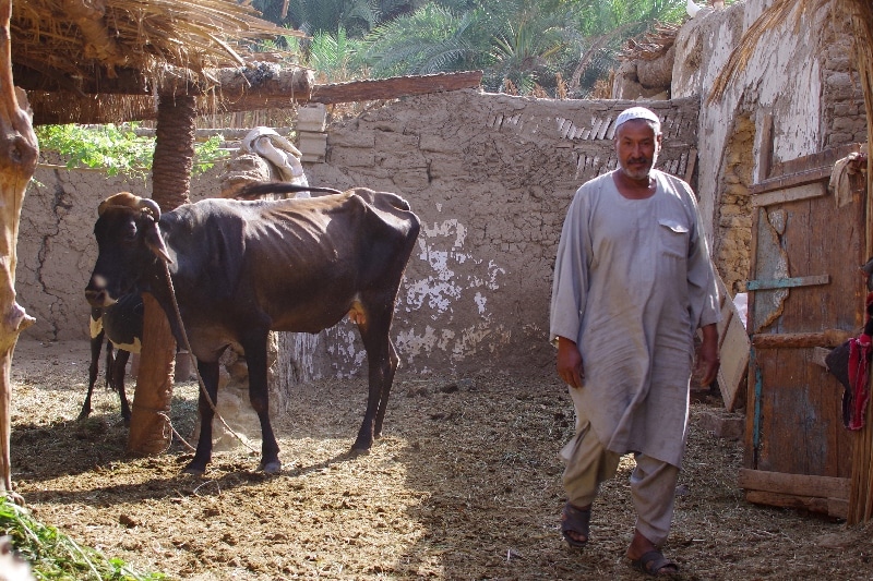 La campagne des bords du Nil. Daraw.