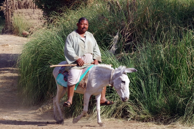La campagne des bords du Nil. Daraw.