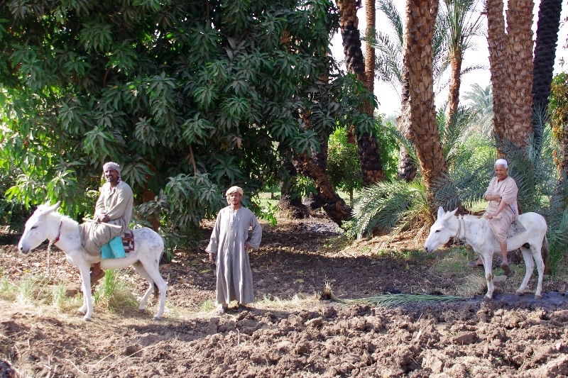 La campagne des bords du Nil. Daraw.