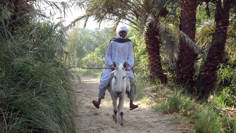 La campagne des bords du Nil. Daraw.