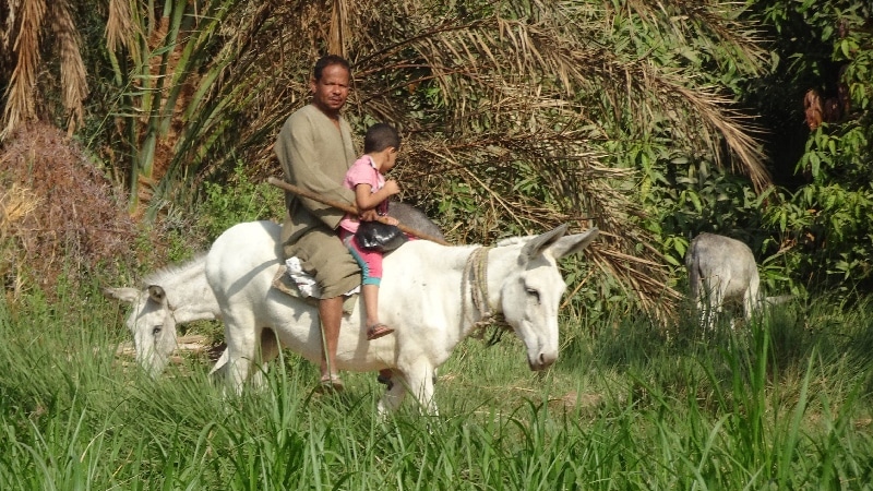 La campagne des bords du Nil. Daraw.